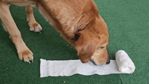 hersenwerk petsconnect ancilla van oirsouw