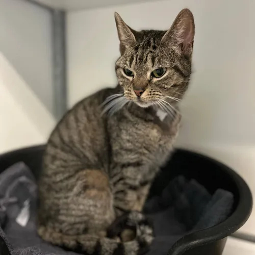 Huisdier van de Week - Daantje1 - Dierentehuis Arnhem en omstreken