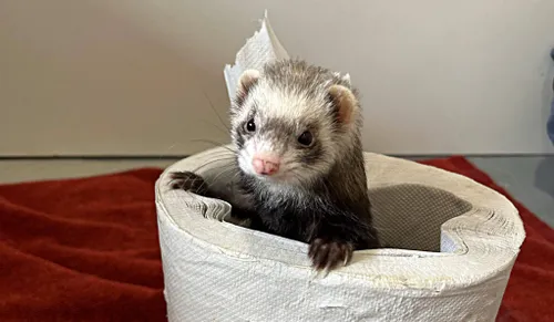 huisdier van de week1 maak kennis met alice de fret dierentehuis arnhem en omstreken