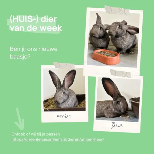 Huisdier van de Week - Amber en Fleur