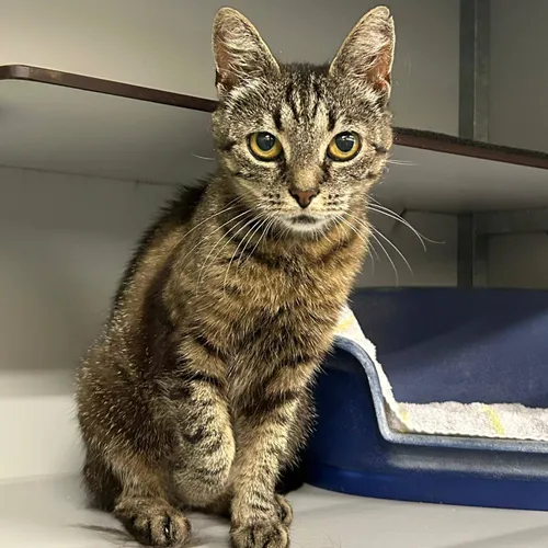 Huisdier van de week - Noes 1 - Dierentehuis Arnhem en omstreken