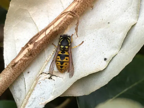 Koningin Duitse wesp op blad - Sjoert Fleurke