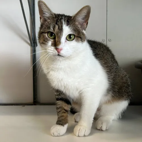 Saar1 - Huisdier van de week - Dierentehuis Arnhem en omstreken