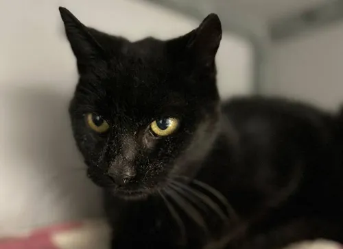 Mason1 - Huisdier van de Week - Dierentehuis Arnhem en omstreken