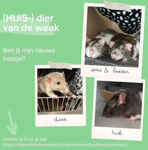 Chazz-Baxter-Ozzie-Husk2 - Huisdier van de Week - Dierenasiel Arnhem en omstreken