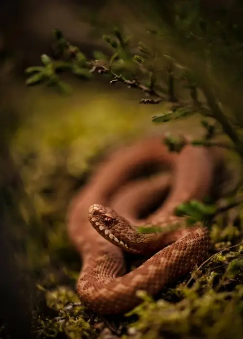 Adder