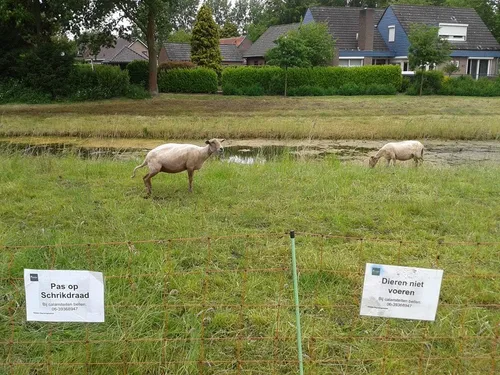 150602 schapen dijkwetering 2 walter wamsteker