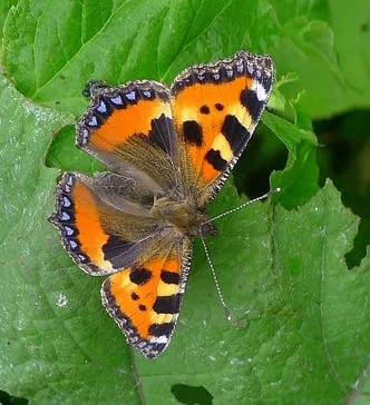 150731 kleine vos ab flickr cc by 20