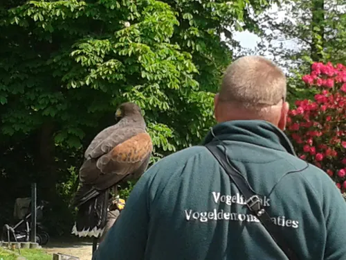 150807 roofvogelshow nicole van nijnatten 4