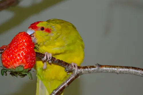 cdnnieuwsnlmediasites5520160814091059cdnnieuwsnlmedia20160809132338schermafbeelding 2016 08 09 om 132205 fd1fdf7880255dc08f5b920e96af6d16df7ef20c 9701168ba95fa5c1b157790e7eeebcdeb4b6df0c