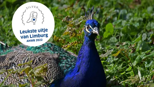 anwb2022 zilver blauwe pauw 3000