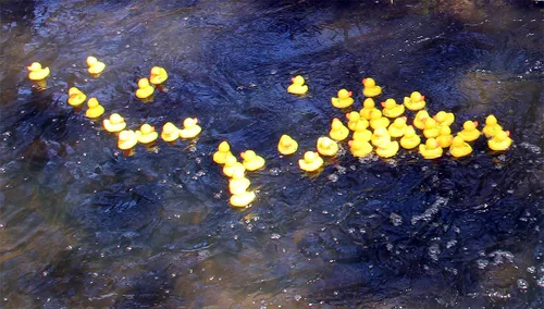 badeendenrace philharmonie stadspark 2016 2