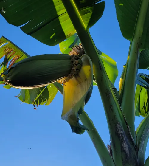 bananenboom in bloei in guttecoven 2