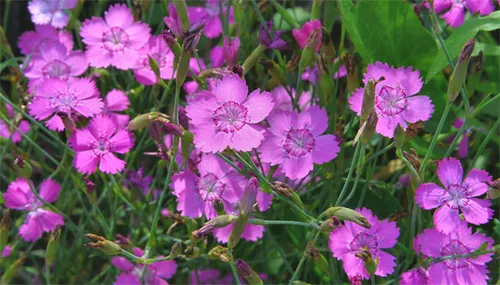 beekdal steenanjer rasbak cc by sa 30 via wikimedia commons