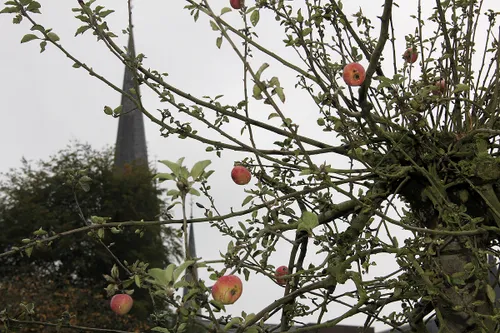 bezinningstuin appelboom