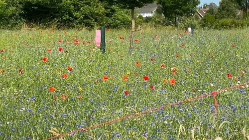 bloemenweitje limbricht 2