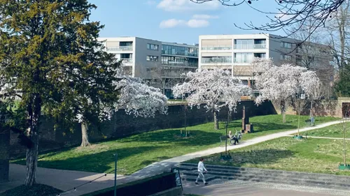 bloesem in ursulinentuin sittard 21 maart 2022