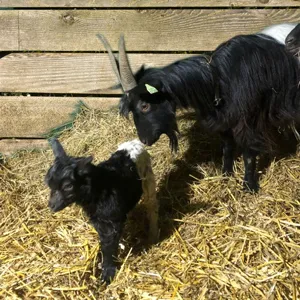 clemens willische geit