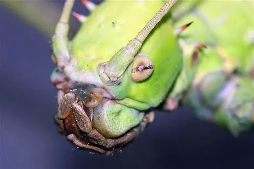 close up kop wandelende tak