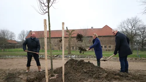 corio glana fase 1 bomen planten