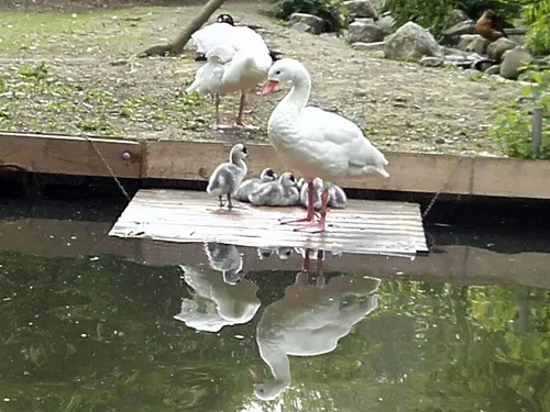 coscoroba kuikens 2017