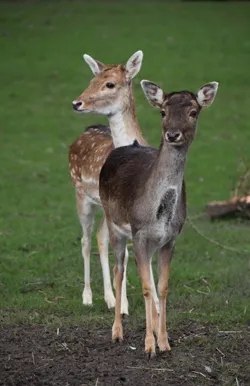 damhert kasteelpark born