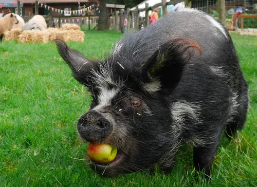 dierendag bij streekboerderij daniken