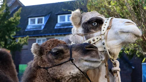 dromedarissen amy en dromy