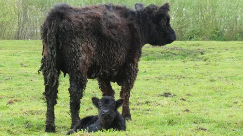 galloway cows 4128802 1280