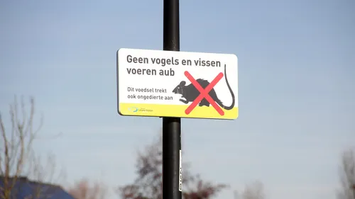 geen vogels en vissen voeren wegens ratten 1