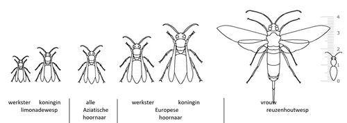 groottes verschillende wespen