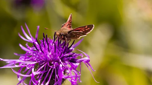 hesperia comma 1612767 1280