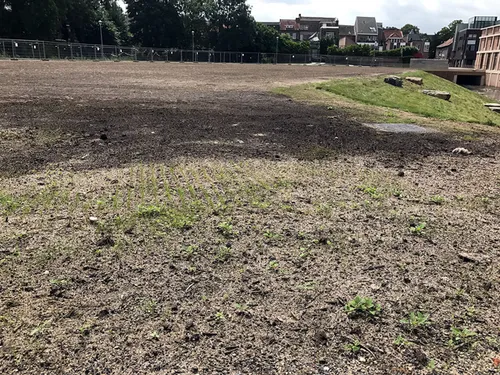 ingezaaid veld ligne