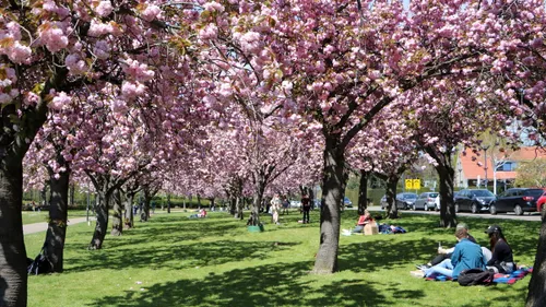 japanse kers vijverweg sittard in bloei