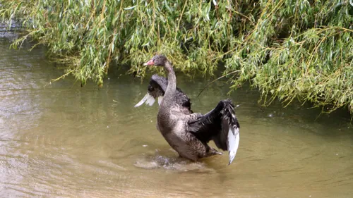 jonge zwaan in roeivijver