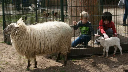 lammetjes aaien 2016