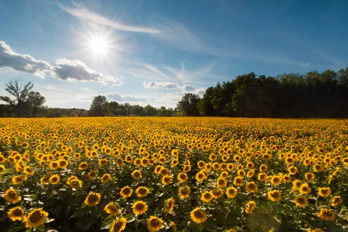 laura vink jbleojklhflifhcn