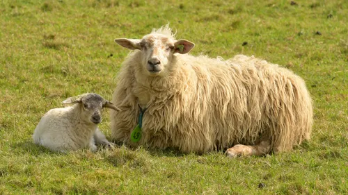 mergellandschaap lam hli4563