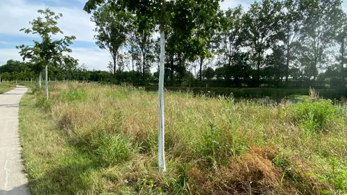 met arbo flex bestreken stammen