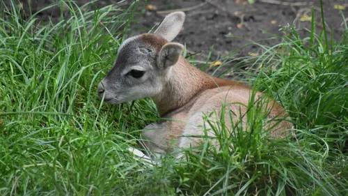 moeflon lam 2021 2500