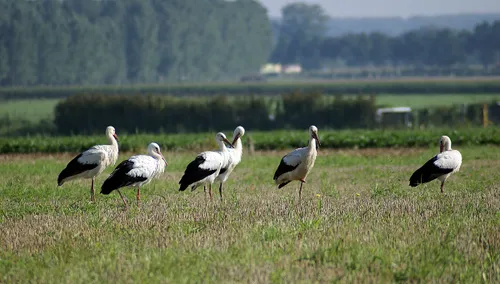 ooievaars 6 2