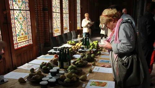 perenlaantje diverse soort in mariapark