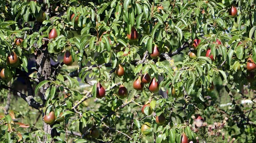 perenlaantje vol peren 2020