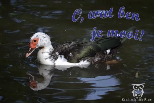 pr foto o wat ben je mooi