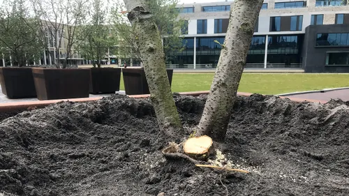 prunus zessprong vandalisme 1