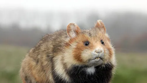 sbk kollenberg korenwolf