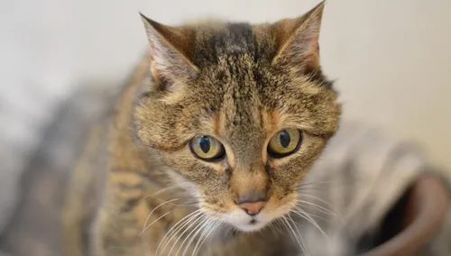 seniorenmiddag noenoe 002