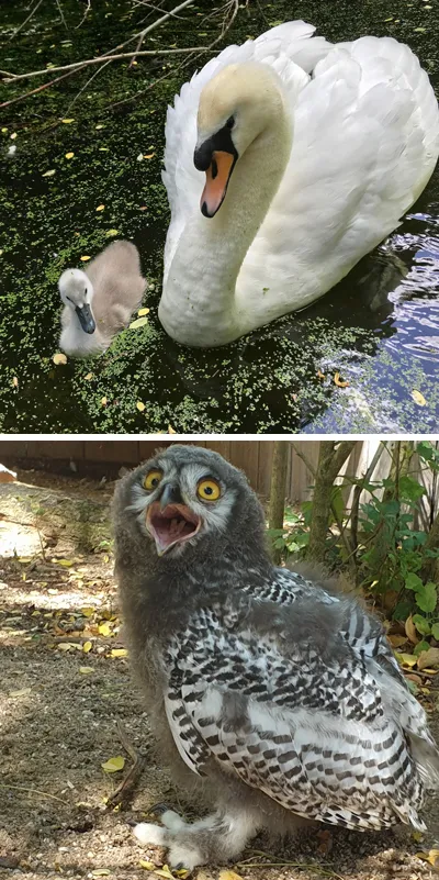 sneeuwuil kuiken 2019 groot