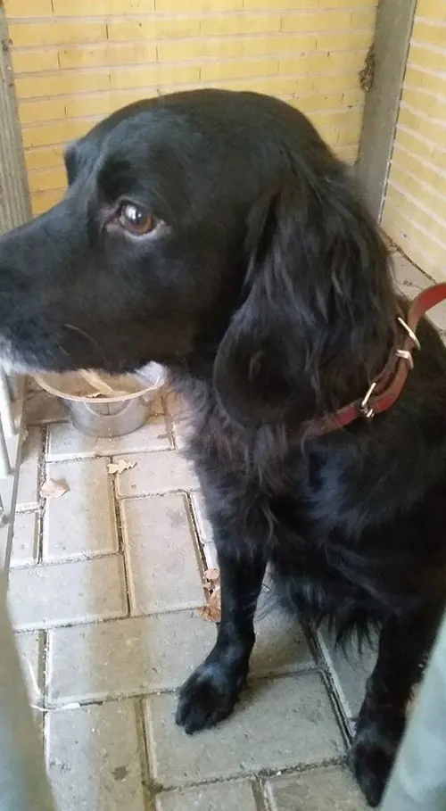 van wie is deze hond 10 januari 2015 2