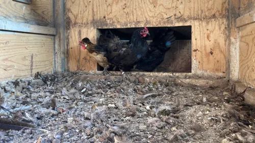 verwaarloosde kippen
